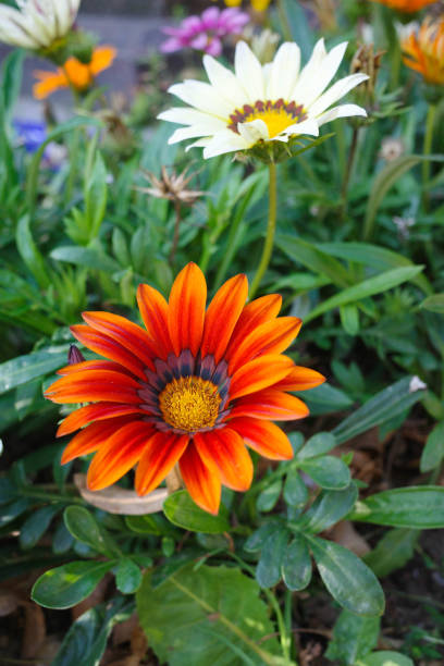 istock orange gazania flower close-up 2165397234