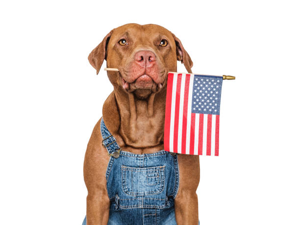 istock Cute dog and American Flag. Studio shot 2165398616