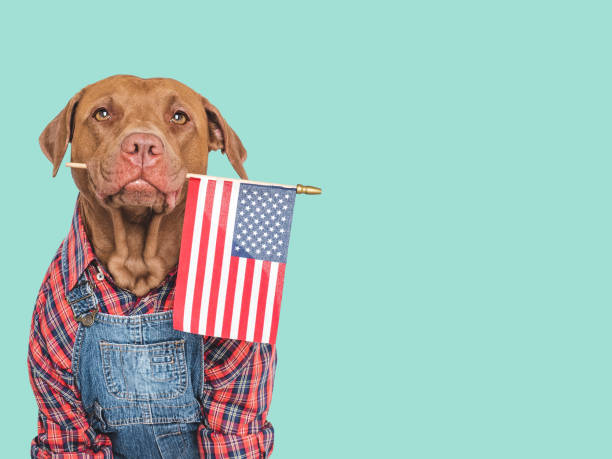 istock Cute puppy and American Flag. Studio shot 2165398643
