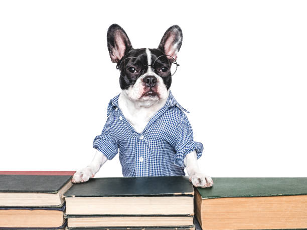 istock Cute puppy and old books. Studio shot 2165398804
