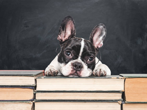 istock Cute puppy and old books on a blackboard background 2165398835
