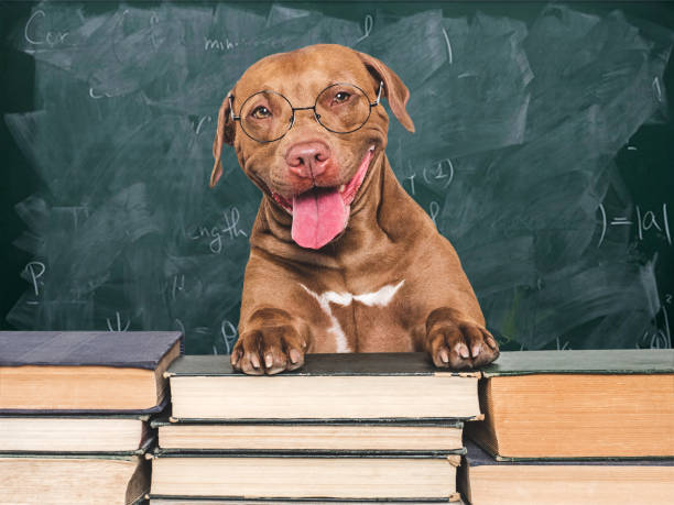 istock Cute dog and old books on a blackboard background 2165398846