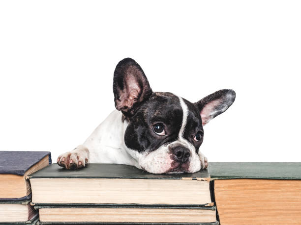 istock Cute puppy and old books. Studio shot 2165398901