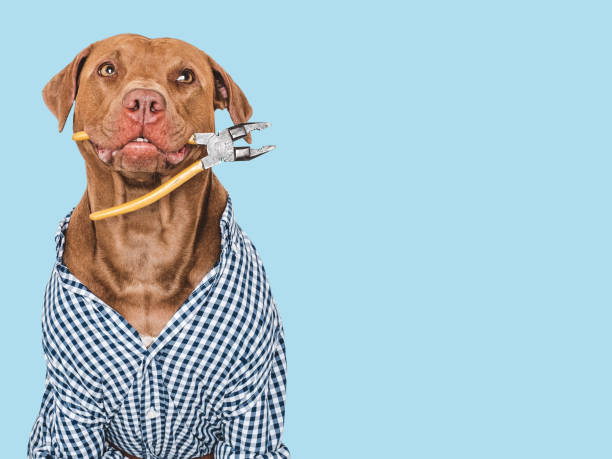 istock Cute brown dog, work shirt and pliers 2165398974