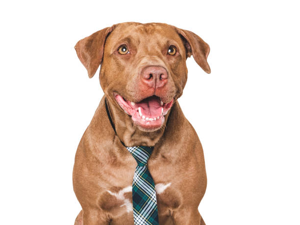 istock Cute dog, glasses and stylish tie. Studio shot 2165399084