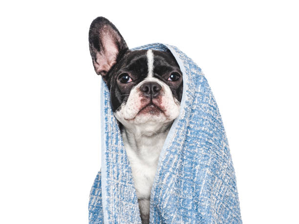 istock Cute puppy and blue towel. Studio shot 2165399116
