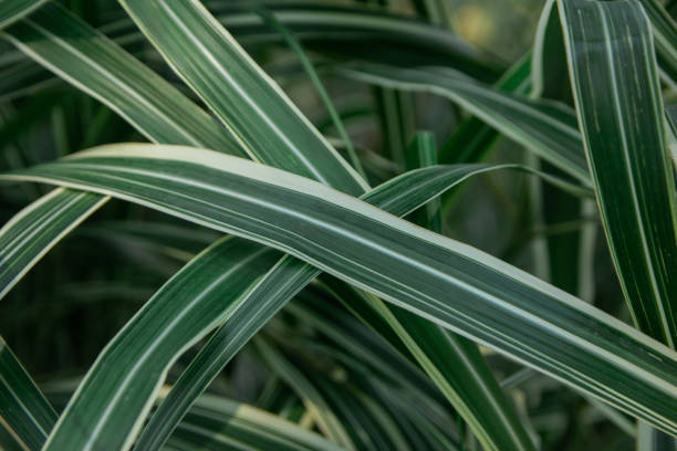 istock green leaves with white lines 2165399592