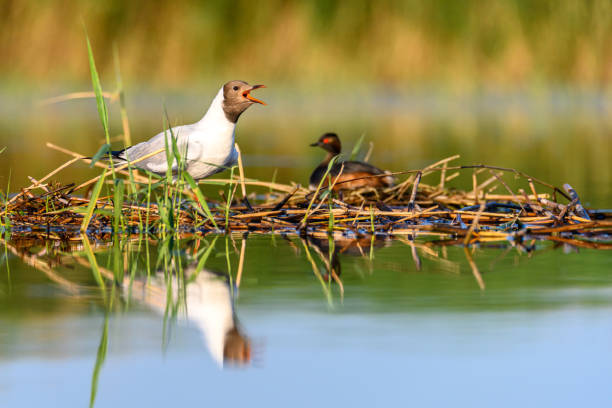 istock Black-headed Gull or Chroicocephalus ridibundus, incubating eggs. 2165399683
