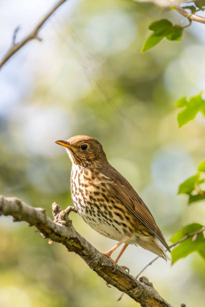 istock Song Thrush (Turdus philomelos) - Commonly found in woodlands and parks 2165401011