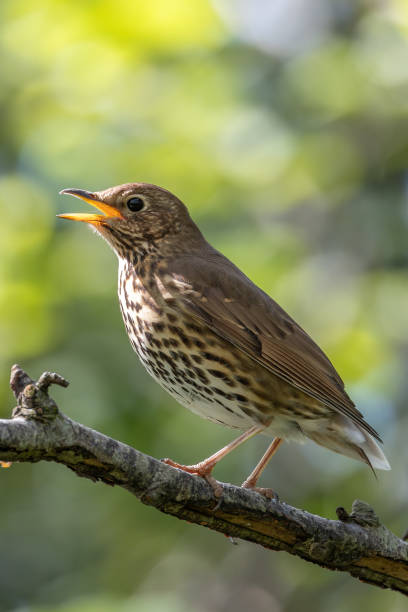 istock Song Thrush (Turdus philomelos) - Commonly found in woodlands and parks 2165401015