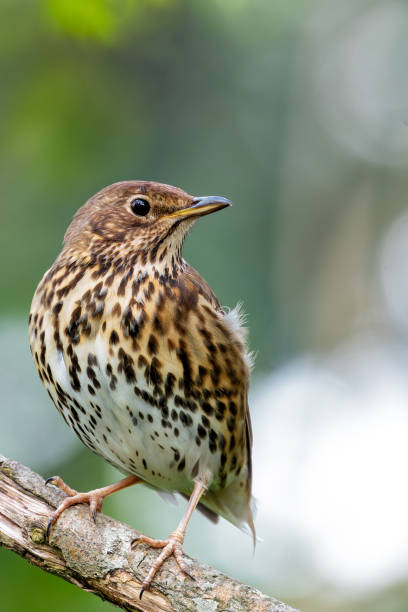 istock Song Thrush (Turdus philomelos) - Commonly found in woodlands and parks 2165401053