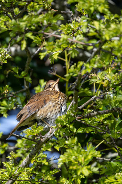 istock Song Thrush (Turdus philomelos) - Commonly found in woodlands and parks 2165401069