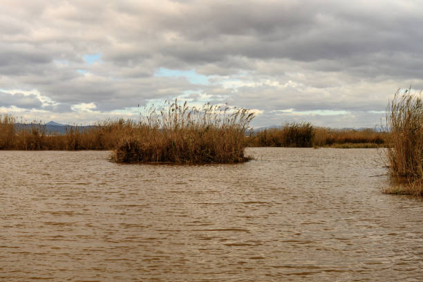 Golden reed beds swaying in the wind along the shores of Albufera, Valencia, under a softly clouded sky