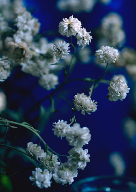 istock White flowers macro photo 2165403005