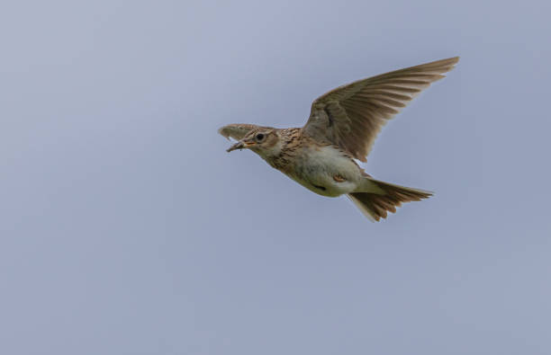 istock Eurasian skylark - Alauda arvensis 2165403013