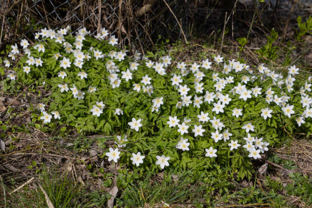 istock White wood anemone, Anemone nemorosa 2165404726