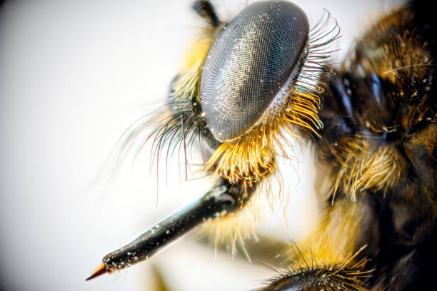 An extreme close-up shows the intricate features of a flesh fly Musca sarcophaga, highlighting its eyes and texture under natural light.