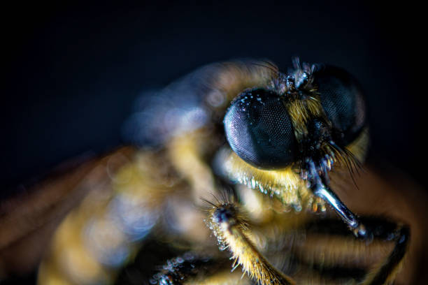 Dioctria linearis Robber Fly Insect. Digitally Enhanced Photograph.