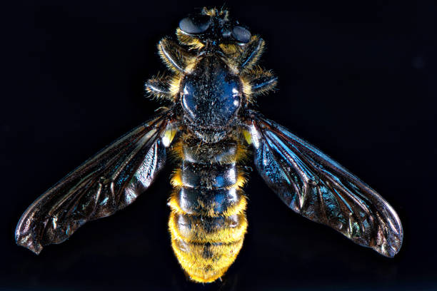 istock Oestridae (gadflies). Extremely close up photo of botfly 2165405409