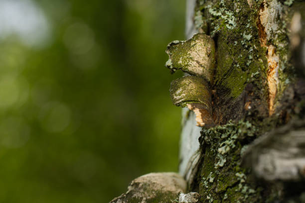 Natural wooden background, birch bark with moss.
