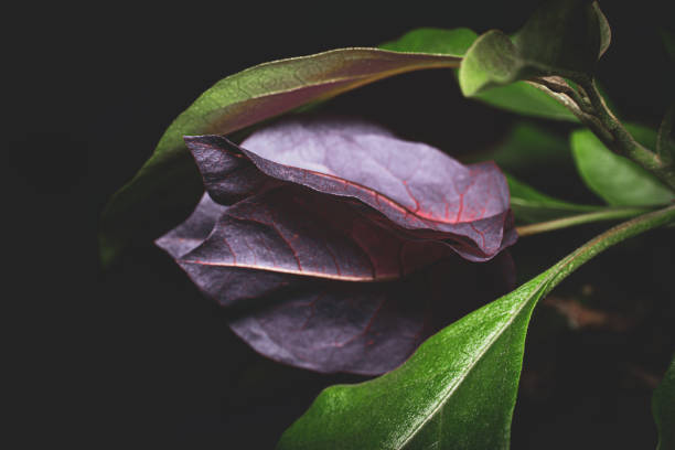 Beautiful stylized bougainvillea flower on a dark background.