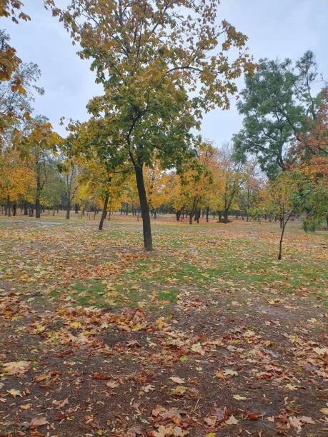 istock Park in autumn 2165406118