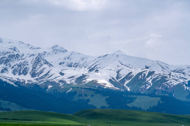 A scenic view from the Nalati Grassland viewing platform, featuring lush green grasslands with snow-capped mountains visible in the distance. The combination of the verdant landscape and the snowy peaks creates a striking natural scene.