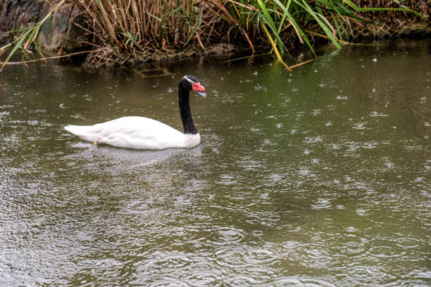 A solitary black-necked swan swims peacefully amidst gentle raindrops creating ripples on the water's surface