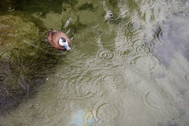 Two ducks relaxing.
