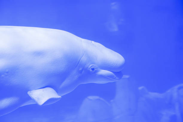 A serene beluga whale captured in a moment of underwater elegance, its white form contrasting beautifully with the deep blue surroundings
