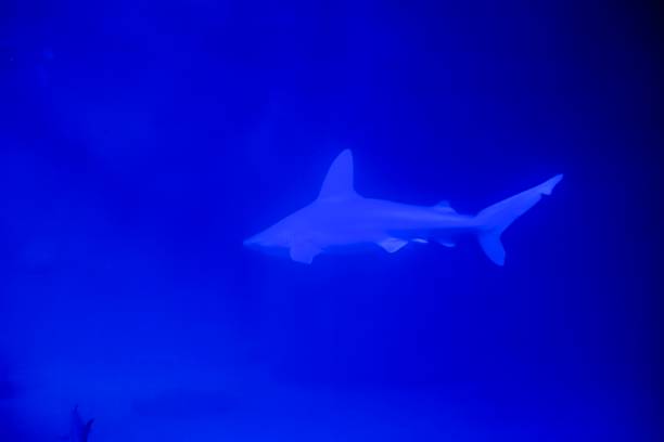 istock Silhouette of a Shark in Deep Blue Sea 2165406813