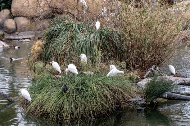 istock Snowy Egrets and Ducks on a Riverside Nesting Ground 2165406822