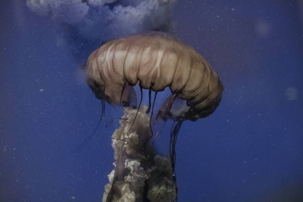 Jellyfish Swimming Underwater In Aquarium