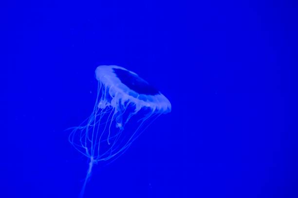 A Pacific Sea Nettle jellyfish floats elegantly against the backdrop of the deep blue sea, its tentacles trailing gently