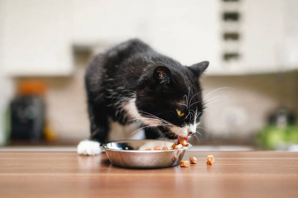 istock Cat is eating from metal bowl at home 2165406880