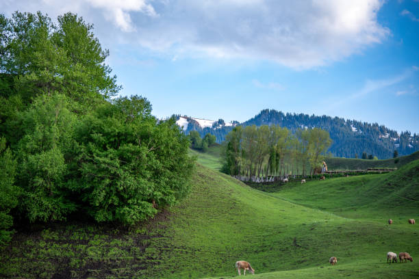 istock Grazing Animals with Expansive Landscape 2165407137
