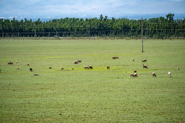 A view captured en route to Nalati, showcasing a grassy expanse where sheep graze peacefully. In the distance, trees dot the horizon, completing the serene rural landscape