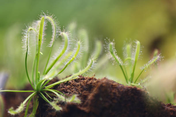 Close-up of Cape sundew, also known as Drosera capensis, in its natural surroundings.
