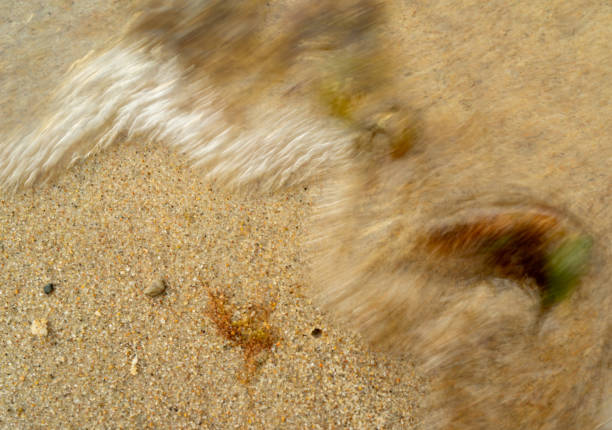 sea ​​wave floods algae on sand and Baltic amber