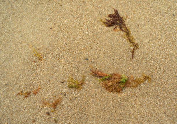 sea ​​wave floods algae on sand and Baltic amber