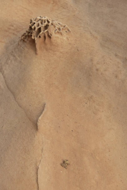 istock Sandstone Formation with Honeycomb Weathering 2165408689