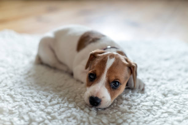 istock A small white dog puppy breed Jack Russel Terrier 2165408960