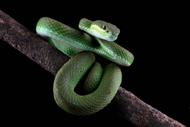 istock green viper snake on branch 2165409371