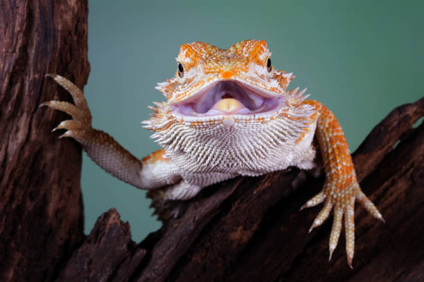 istock bearded dragon on wood 2165409372