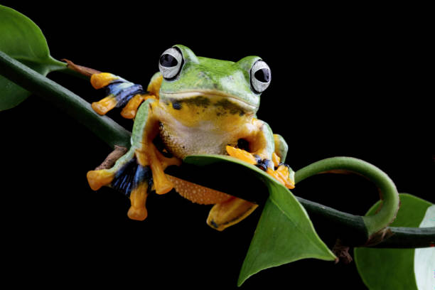 istock flying tree frog sitting on a branch , Rhacophorus reinwardti 2165409393