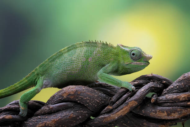 istock female fischer chameleon isolated on black background 2165409406