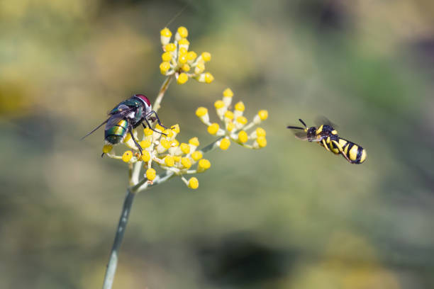 A wasp (Leucospis dorsigera) waits not so patiently for the colorful horsefly to leave the fennel flowers