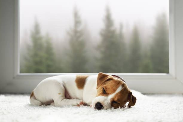 istock Small Jack Russell Terrier puppy sleeping 2165410665