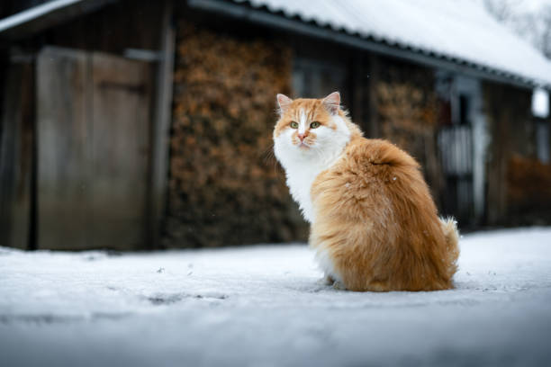 istock Cute red ginger cat sitting on fresh snow 2165411234