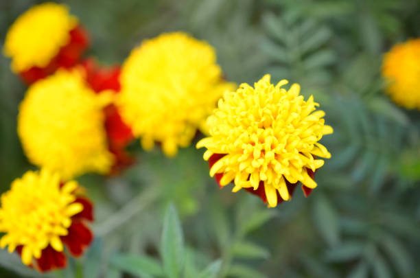 Marigold, Tagetes erecta 'Nana Champion Flame flowers